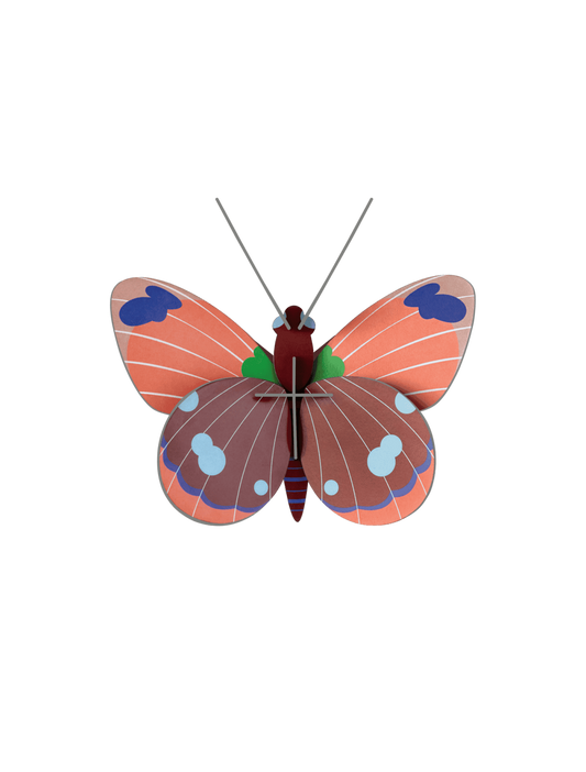 Small Insects - Delias Butterfly