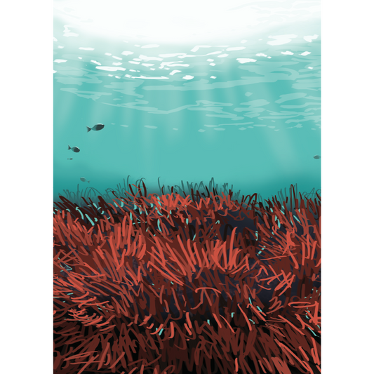 Ilustración A4 'Posidonia'